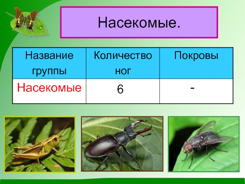 Окружающий мир 2 класс насекомые картинки