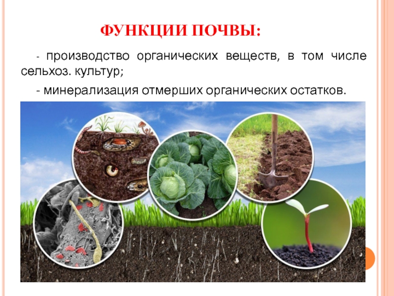 Назовите органические вещества почвы. Функции почвы. Роль почвы в экологии. Экологические функции почв. Почвенное органическое вещество.