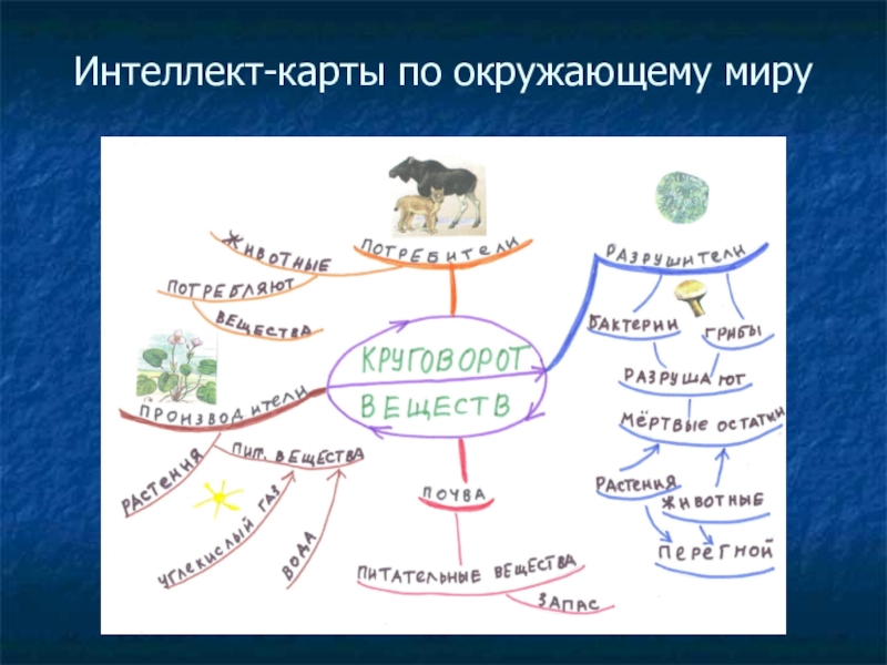 Ментальная карта по теме млекопитающие