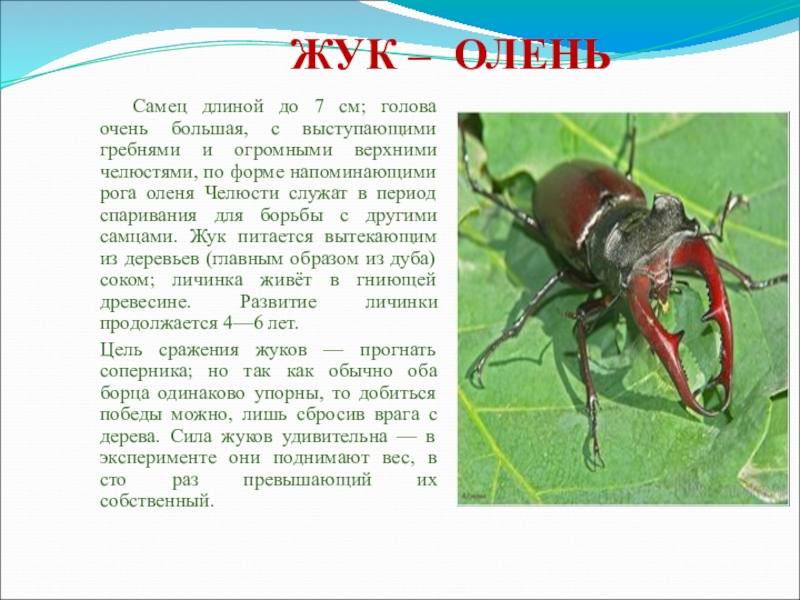 Красная книга насекомых россии фото и описание