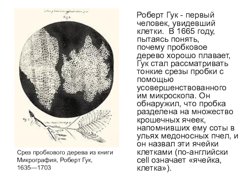 Видишь клетки. Роберт Гук открытие клетки. Роберт Гук клетка. Роберт Гук срез пробкового дерева. Клетки пробки открыл Роберт Гук.