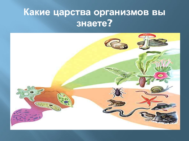 Среды обитания организмов 5 класс. Какие царства организмов вы знаете. Презентация среды обитания организмов 5 класс по ФГОС Пасечник. Среды обитания организмов 5 класс биология.