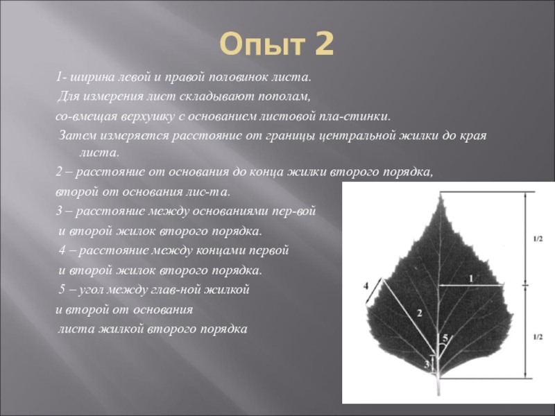 Рассмотрите фотографию листа березы