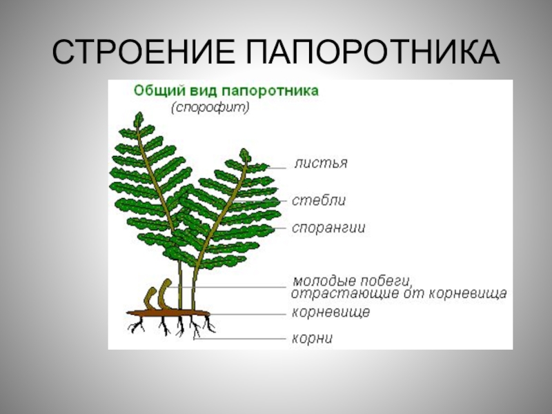 Папоротник 5 класс презентация