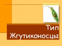 Презентация по биологии на тему Жгутиконосцы