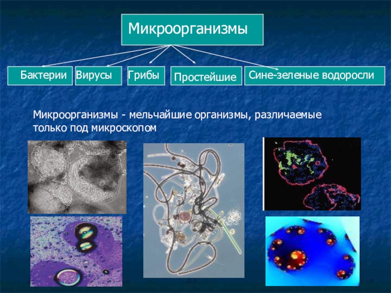 Презентация на тему селекция микроорганизмов