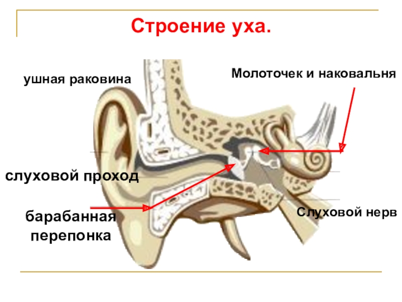 Строение ушной раковины. Строение уха барабанная перепонка. Ухо барабанная перепонка строение. Строение уха и ушной раковины. Строение уха сзади.