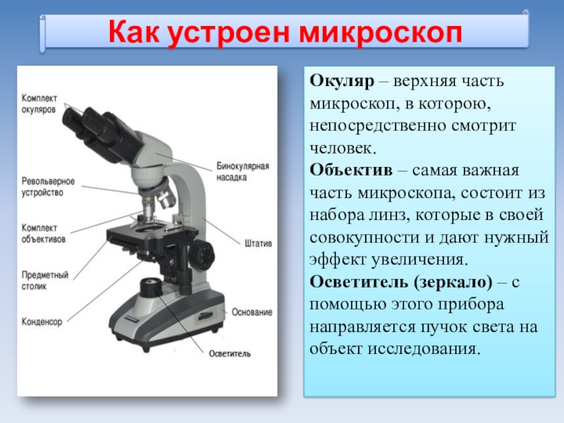 Части микроскопа и их названия и функции