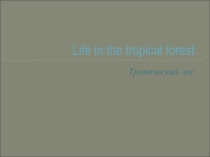 Разработка урока по английскому языку на темуТropical forest 7 класс