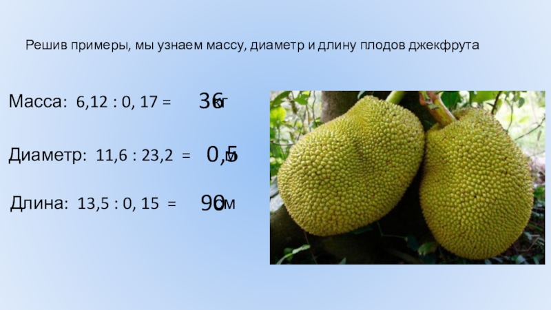 Решив примеры, мы узнаем массу, диаметр и длину плодов джекфрутаМасса: 6,12 : 0, 17 =