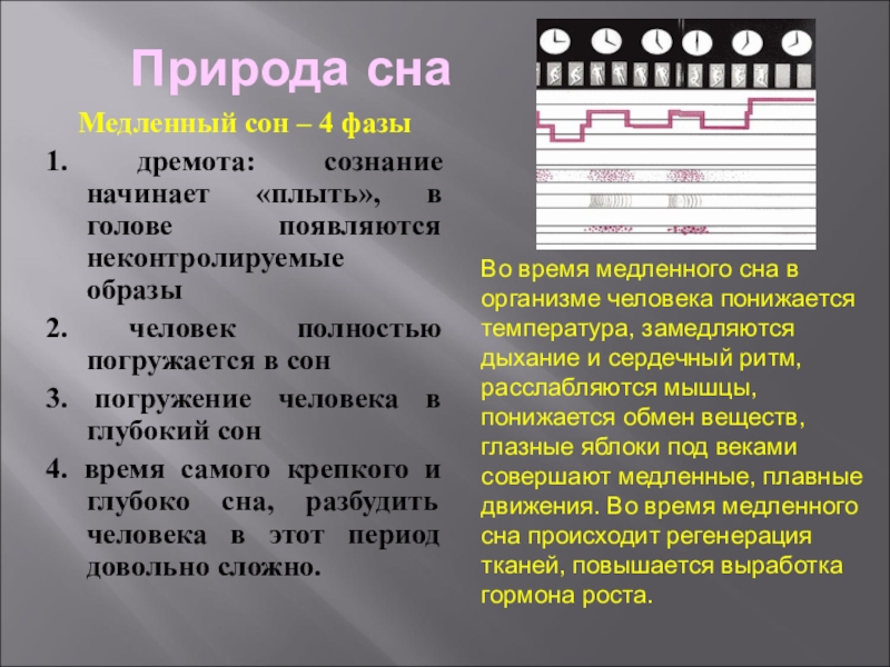 Сон презентация по биологии