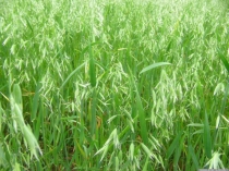 Презентация к уроку естествознания в 7 классе на тему злаковые Овёс