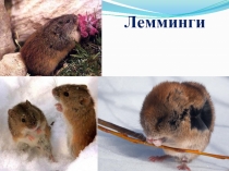 Презентация по окружающему миру Лемминги.