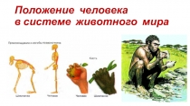 Презентация к уроку Положение человека в системе животного мира.