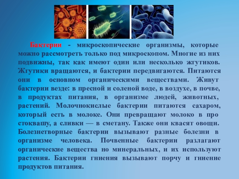 Презентация на тему бактерии 5 класс по биологии