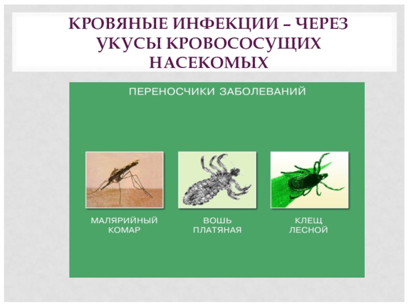 Какие инфекции передаются через укусы кровососущих насекомых