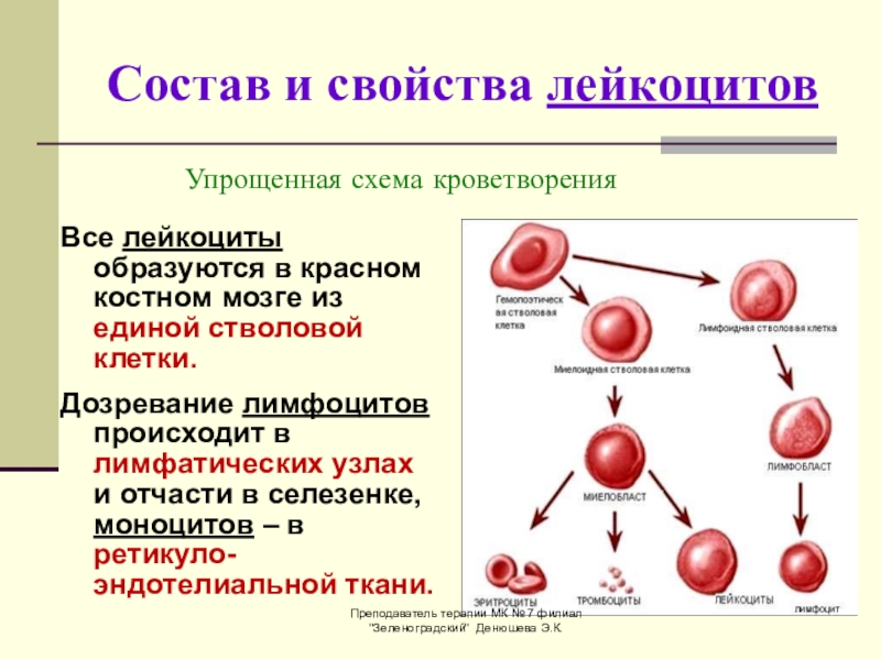 Клетки образующиеся в красном костном мозге. Состав лейкоцитов схема. Схема кроветворения кровь костный мозг. Состав лейкоцитов в крови. Строение лейкоцитов схема.