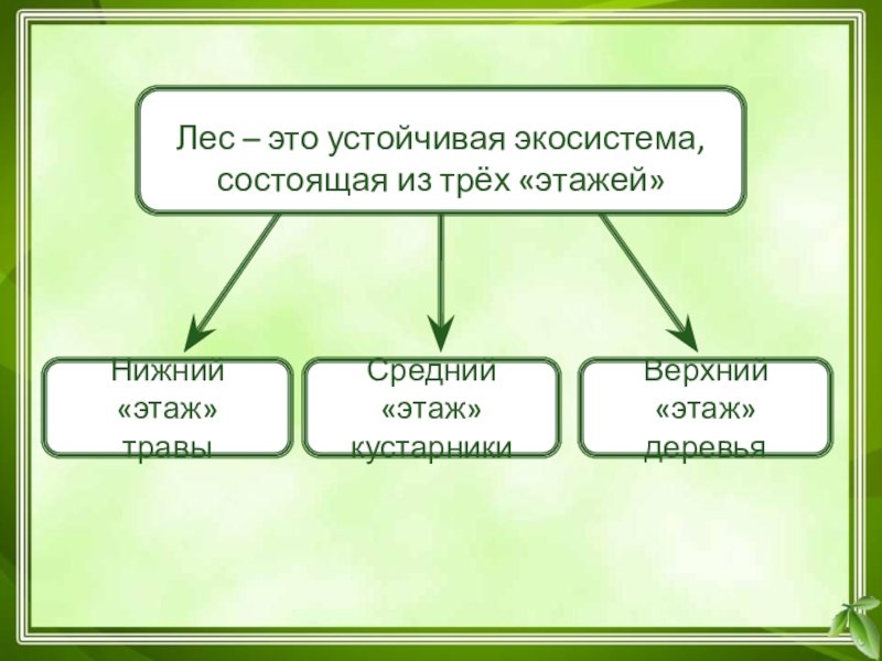 Описание экосистемы хвойного леса по плану 9 класс