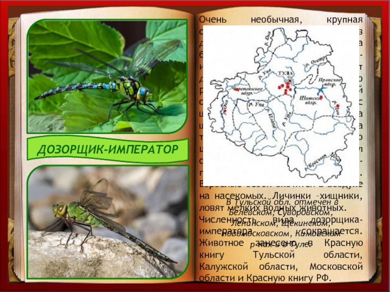 Животные красной книги тульской. Дозорщик-Император красная книга Самарской области. Дозорщик Император ареал. Дозорщик-Император красная книга Ульяновской области. Насекомые из красной книги в Тульской области.