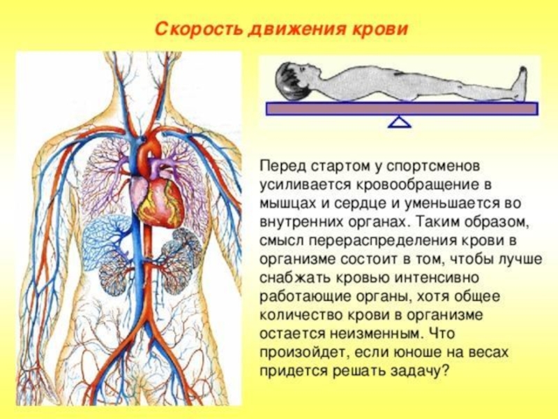 Скорость движения в сосудах. Циркуляция крови в организме. Движение крови. Движение крови по организму. Движение крови по сосудам человека.