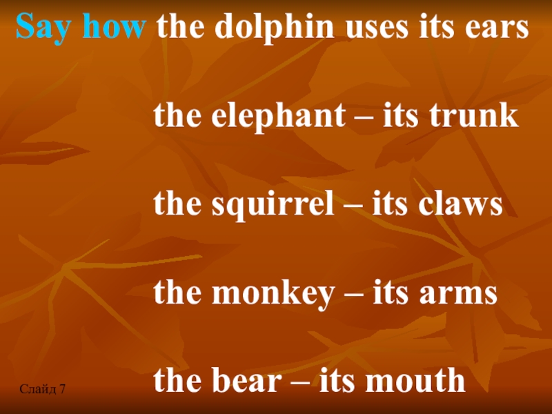 Say how the dolphin uses its ears        the elephant –