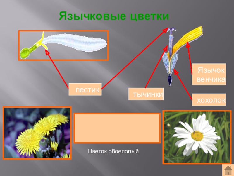 Цветки трубчатые ложноязычковые