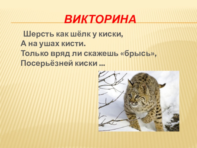 Викторина	Шерсть как шёлк у киски, А на ушах кисти. Только вряд ли скажешь «брысь», Посерьёзней киски ... 