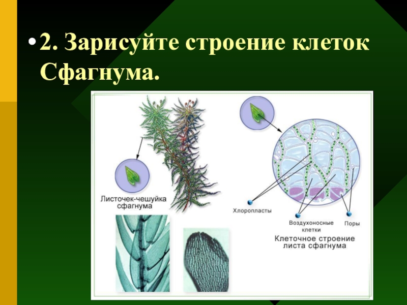 Клетка мха. Воздухоносные клетки сфагнума. Строение клеток сфагнума. Строение клетки мха. Строение мха сфагнума.