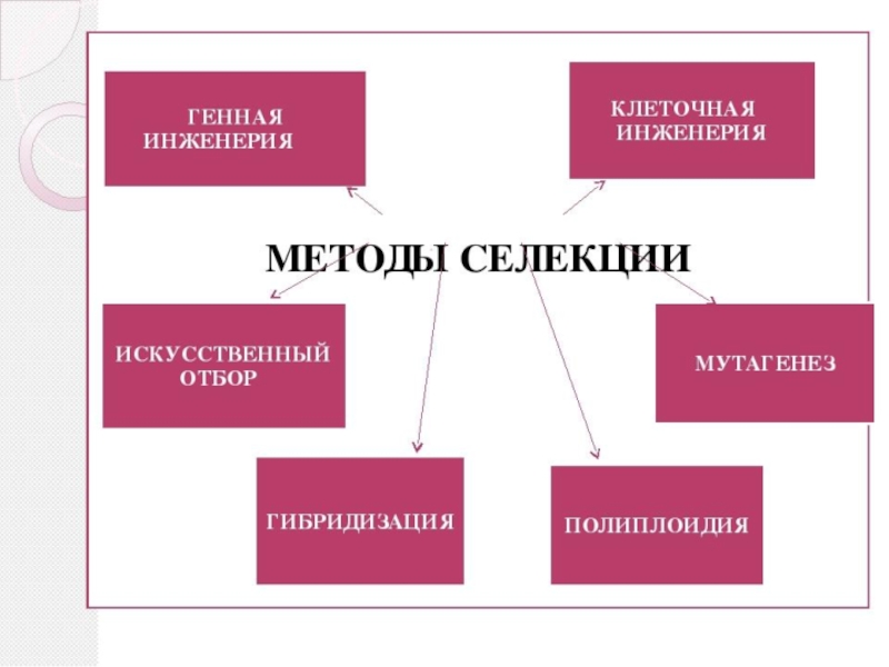 Искусственный мутагенез презентация