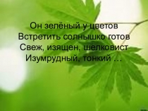 Презентация по биологии на тему Внутреннее строение листа