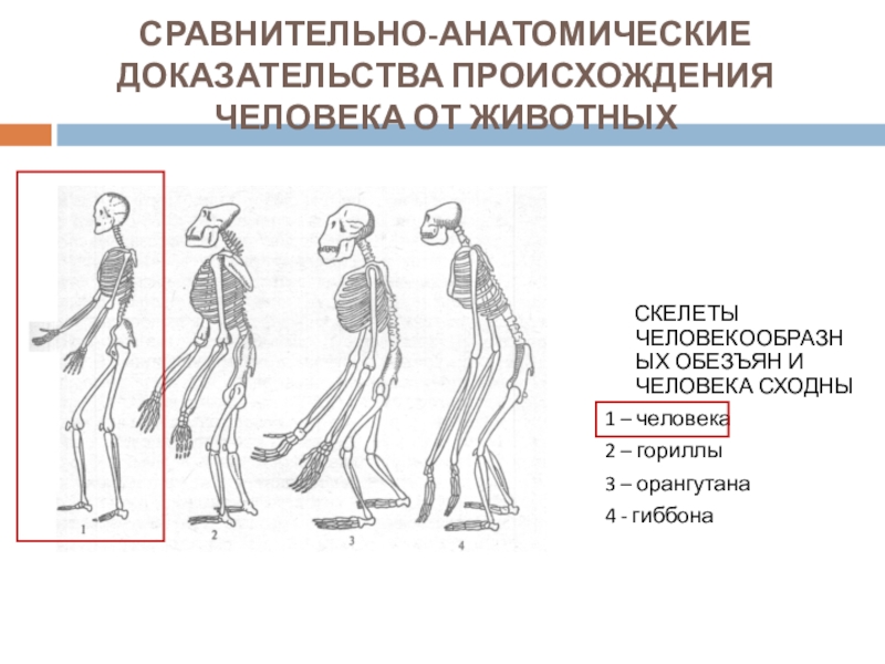 Доказательством происхождения. Сравнительно анатомические доказательство человека. Доказательства эволюции человека. Доказательства происхождения человека от животных. Доказательство эволюции человека от животных.