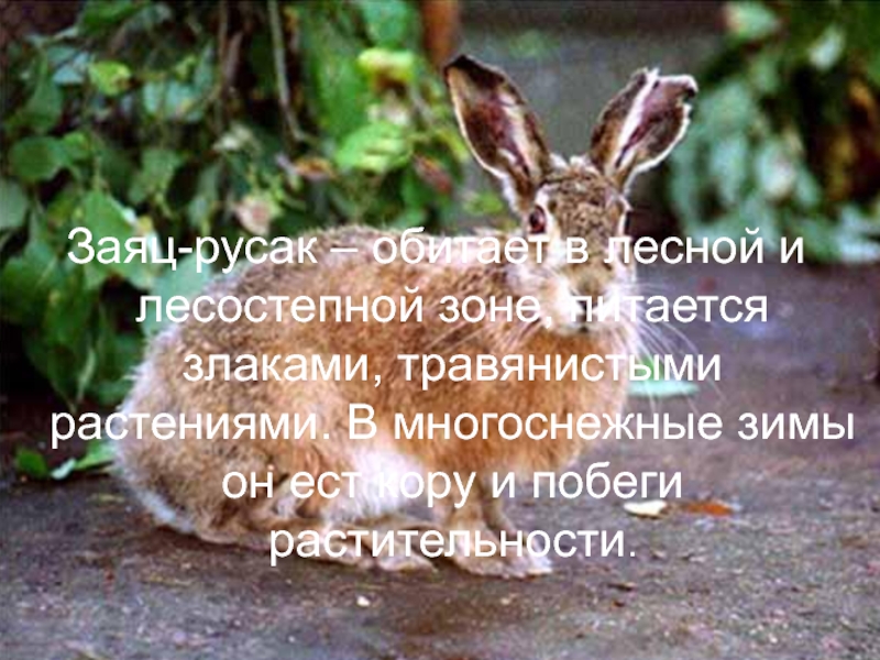 Заяц-русак – обитает в лесной и лесостепной зоне, питается злаками, травянистыми растениями. В многоснежные зимы он ест