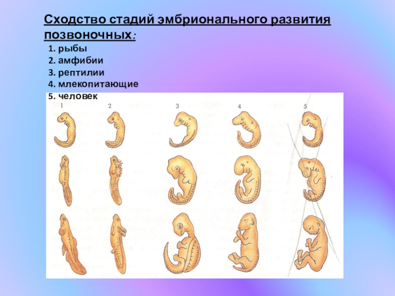 Рассмотрите рисунок 200 укажите особенности эмбрионального развития млекопитающих