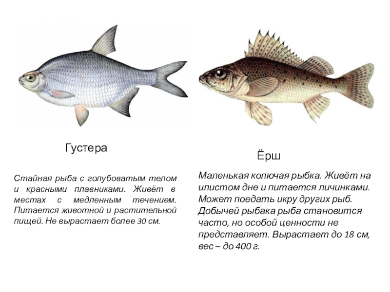 Лещ густера отличие фото и описание