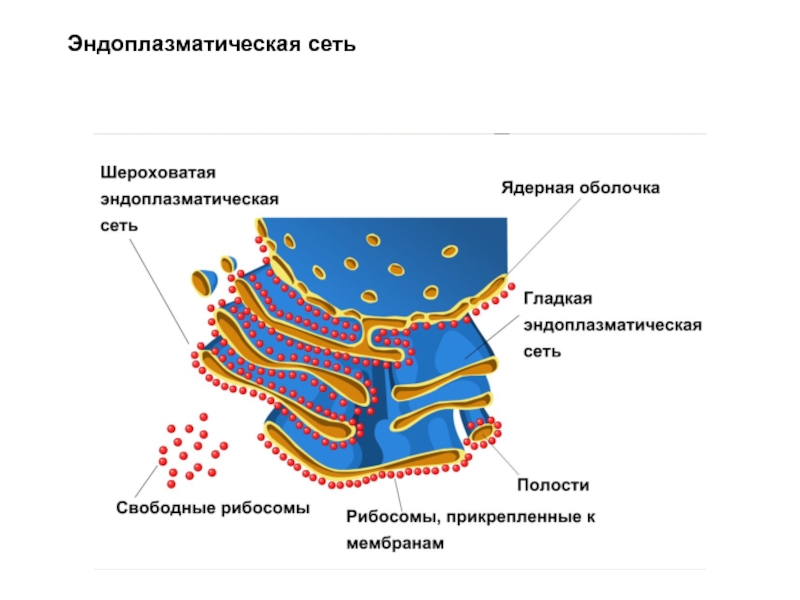 Эндоплазматическая сеть строение. Строение эндоплазматический ретикулум клетки. Строение эндоплазматической мембраны. Схема строения эндоплазматической сети. Эндоплазматический ретикулум строение.