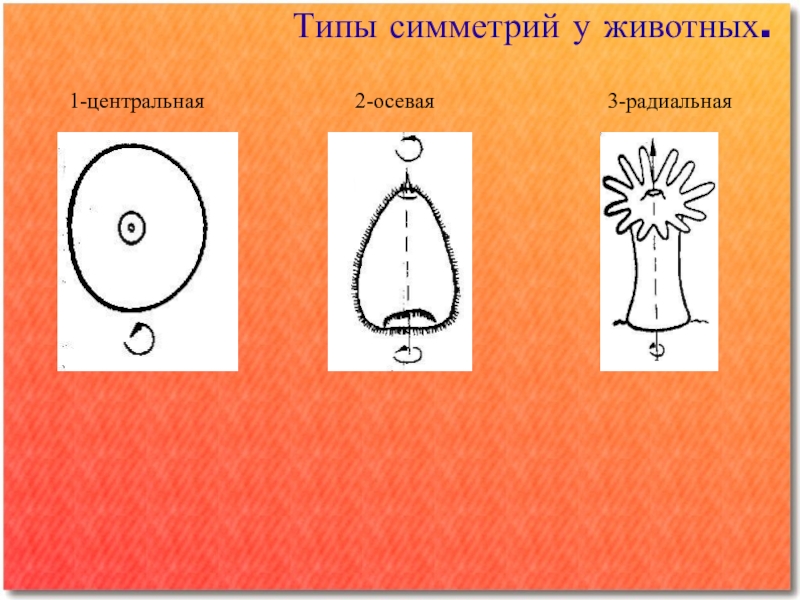 Типы симметрии тела. Типы симметрии. Типы симметрии животных. Тип симметрии животного. Двулучевая симметрия у животных.