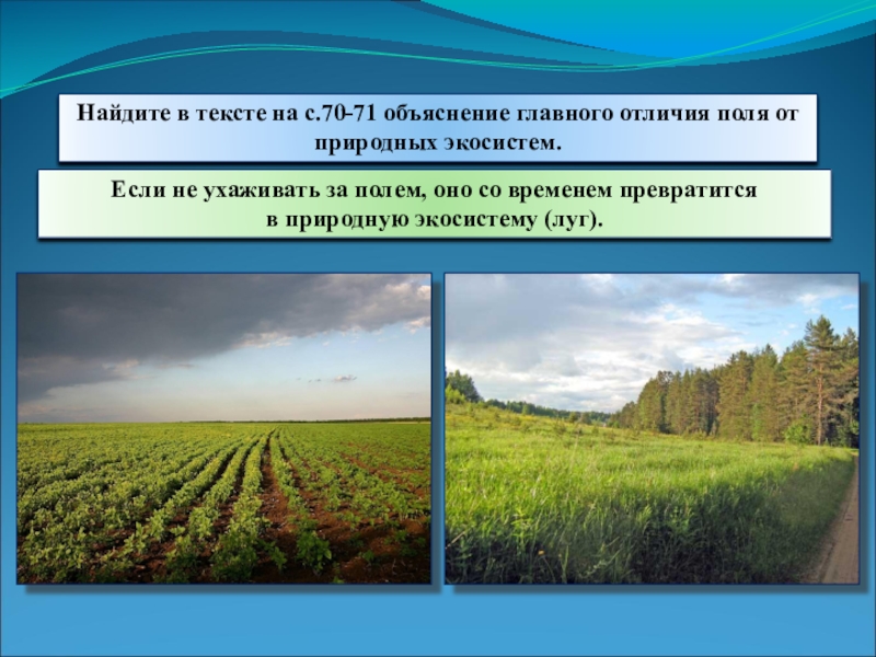 Презентация 3 класс природное сообщество поле 3 класс