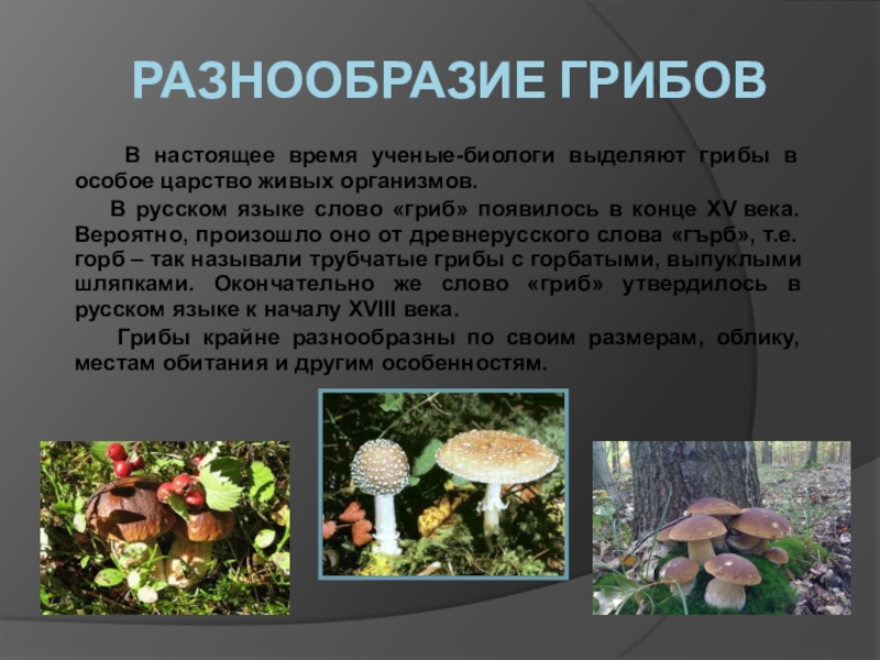 Тема многообразие и значение грибов