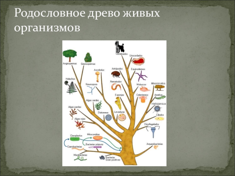 Древо эволюции. Эволюционное Древо живых организмов. Филогенетическое Древо растительного мира. Древо эволюции растений. Эволюционное Древо растений и животных.