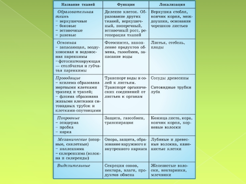 Все ткани растений и их функции таблица с рисунками