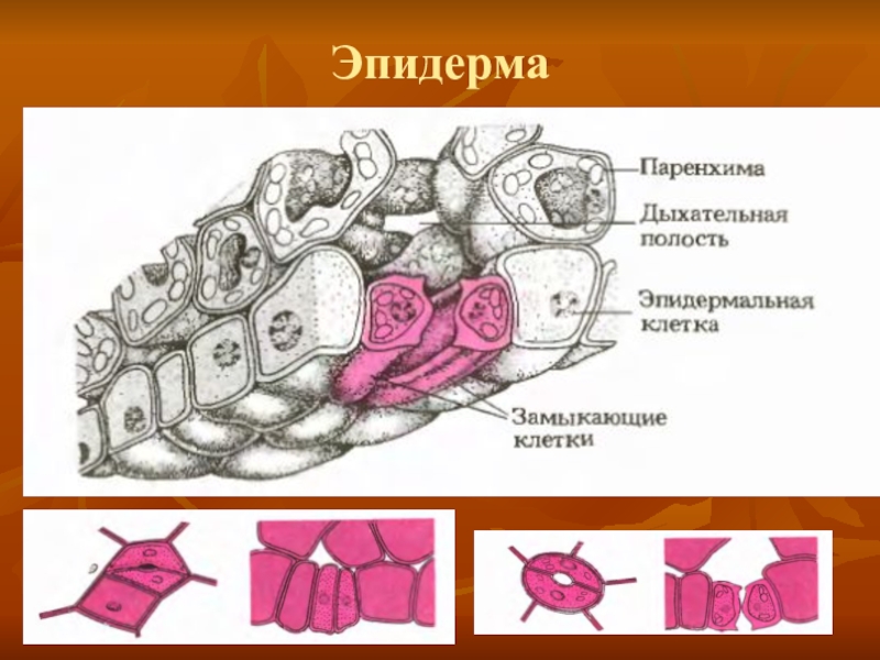 Эпидерма. Строение эпидермы. Клетки эпидермы. Эпидерма ткань.