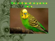 Презентация Мой любимый домашний питомец (для дошкольников)