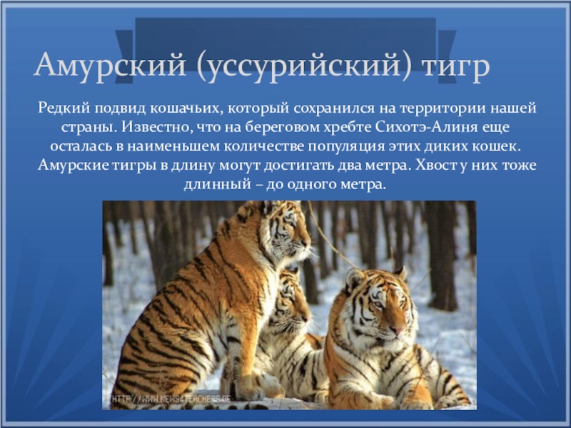 Животные международной красной книги. Животные международной красной книги 4 класс. Амурский тигр редкий подвид кошачьих. Животные из международной красной книги 4 класс сообщение. Животные из международной красной книги 4 класс доклад.