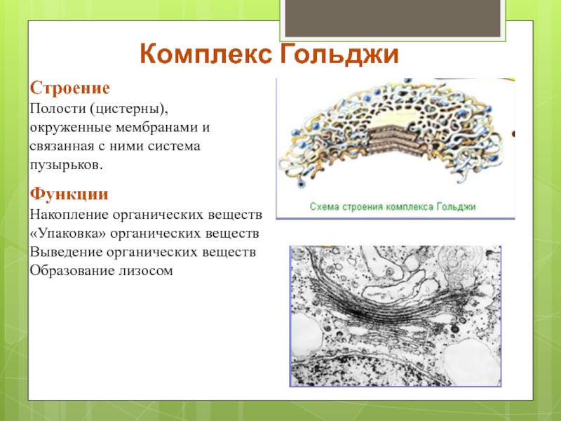 Комплекс гольджи функции. Комплекс Гольджи строение и функции. Система пузырьков комплекса Гольджи. Особенное строение комплекса Гольджи. Функции аппарата Гольджи в клетке человека.