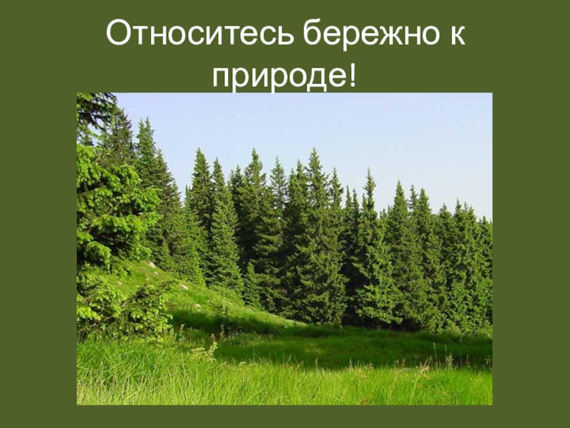 Еловый лес 7. Растительный мир Нижегородской области. Презентация еловый лес. Еловые леса Нижегородской области. Растительный мир Нижегородского края.