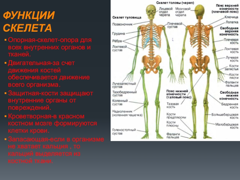 Скелет человека с названием частей тела фото