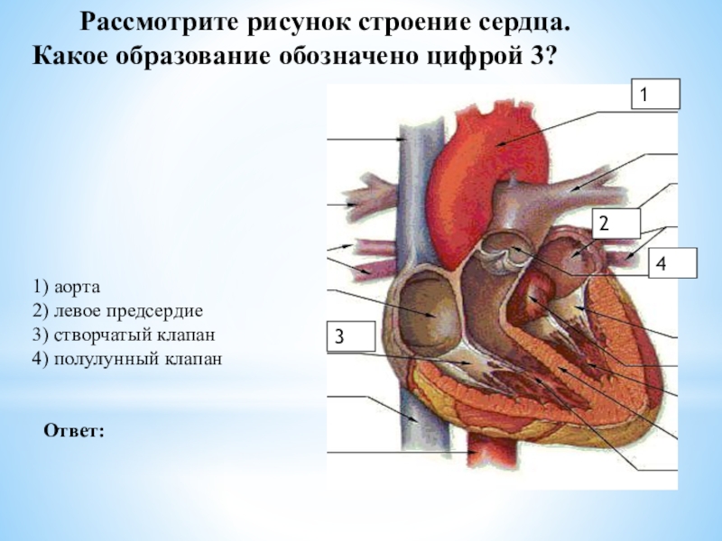 На рисунке строение сердца цифрами обозначены