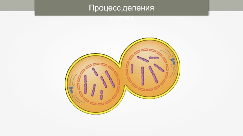 Телофаза митоза. Телофаза митоза рисунок. Процесс деления клеток телофазы. Телофаза процессы.