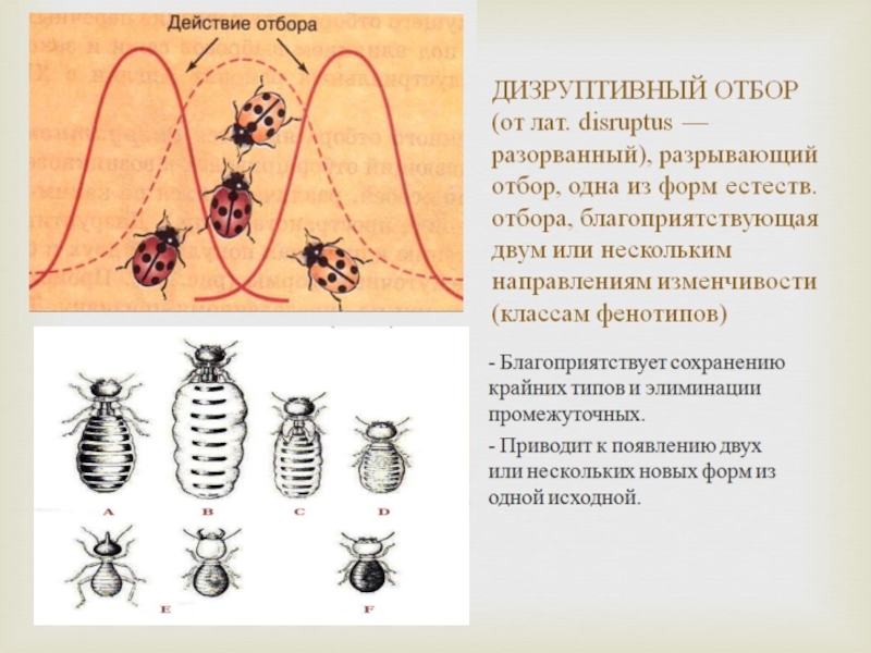 Дизруптивный отбор рисунок