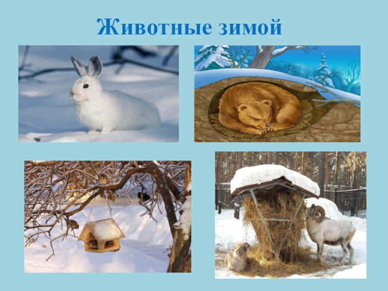 Животные зимой